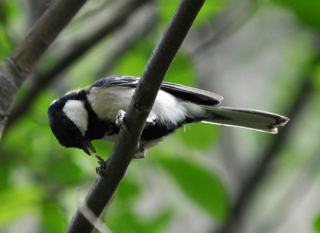 Great Tit